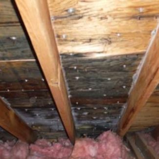 Mold or Mildew Growth seen in home attic